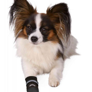 221439_PHO_PRO_DOG_CLIP_19470-19472-1