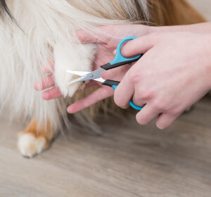 260951_PHO_PRO_USE_2360-1