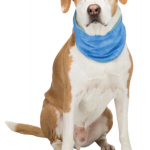 236670_PHO_PRO_DOG_CLIP_30136-30137-30138-30139-2