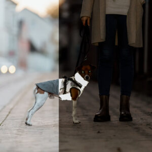 PHO_IMAGE_DOG_JackRussellTerrier-Hugo-Geschirrmantel-Pontis-Reflect-Strasse-hell-dunkel-1__23SALL__23AWK__23V1-1.jpg