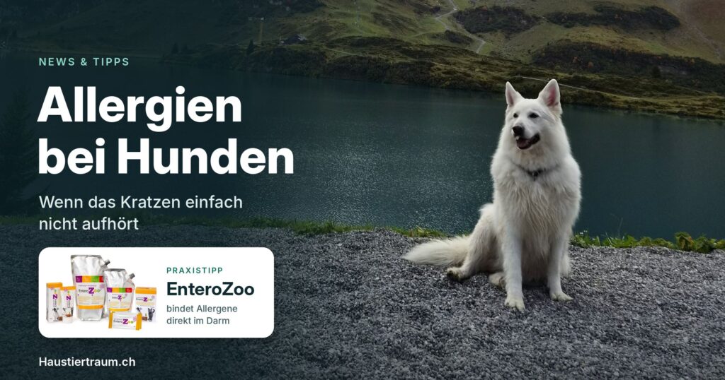 Allergien bei Hunden Allergien bei Hunden
