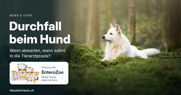Durchfall beim Hund